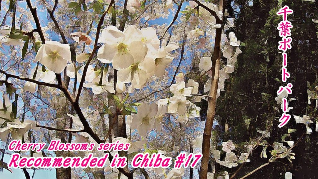 【CHIBA JAPAN TRAVEL】【千葉】Tower,cherry blossoms and the sea【千葉ポートパーク Chiba Port Park】Chiba City,Japan 【CHIBA JAPAN TRAVEL】【千葉】Tower,cherry blossoms and the sea【千葉ポートパーク Chiba Port Park】Chiba City,Japan