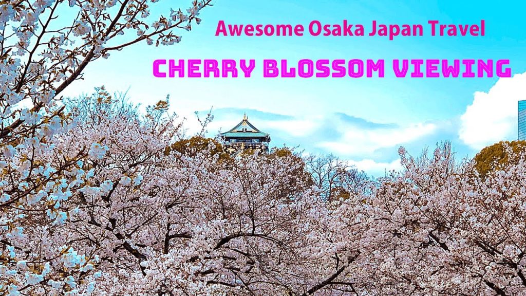Cherry Blossom viewing/Awesome Osaka Japan Travel/1min Walk To The Station Cherry Blossom viewing/Awesome Osaka Japan Travel/1min Walk To The Station
