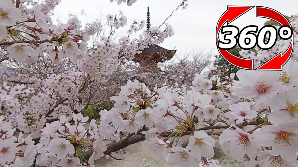 【360度動画】宮島の多宝塔の桜🌸は満開までもう少し❗