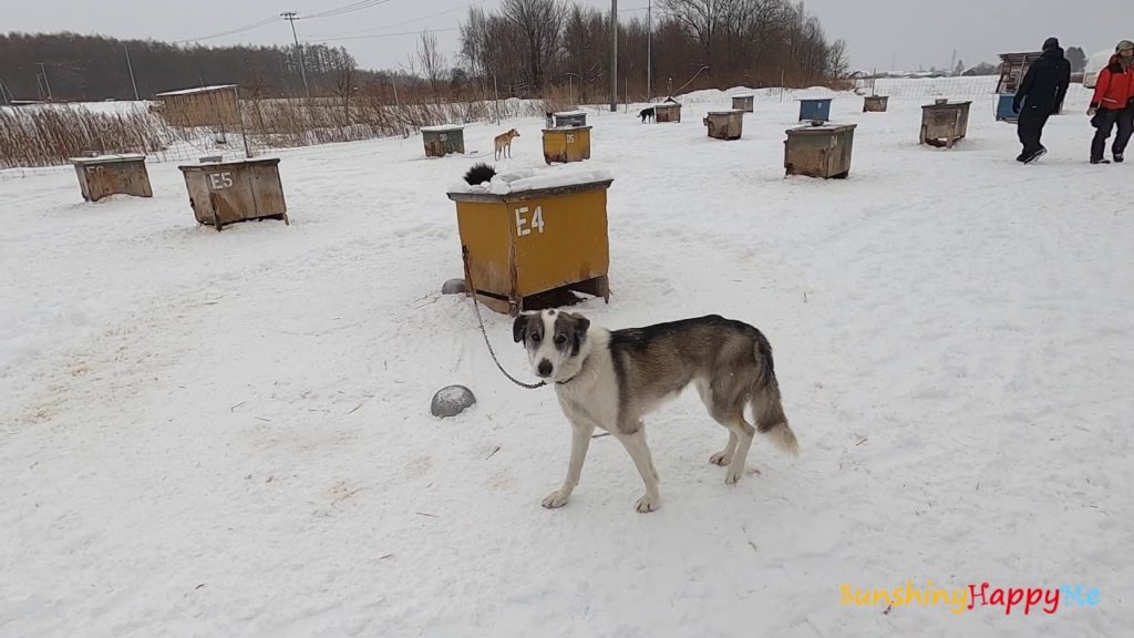 Winter Adventure - Hokkaido III (After dog sledding)