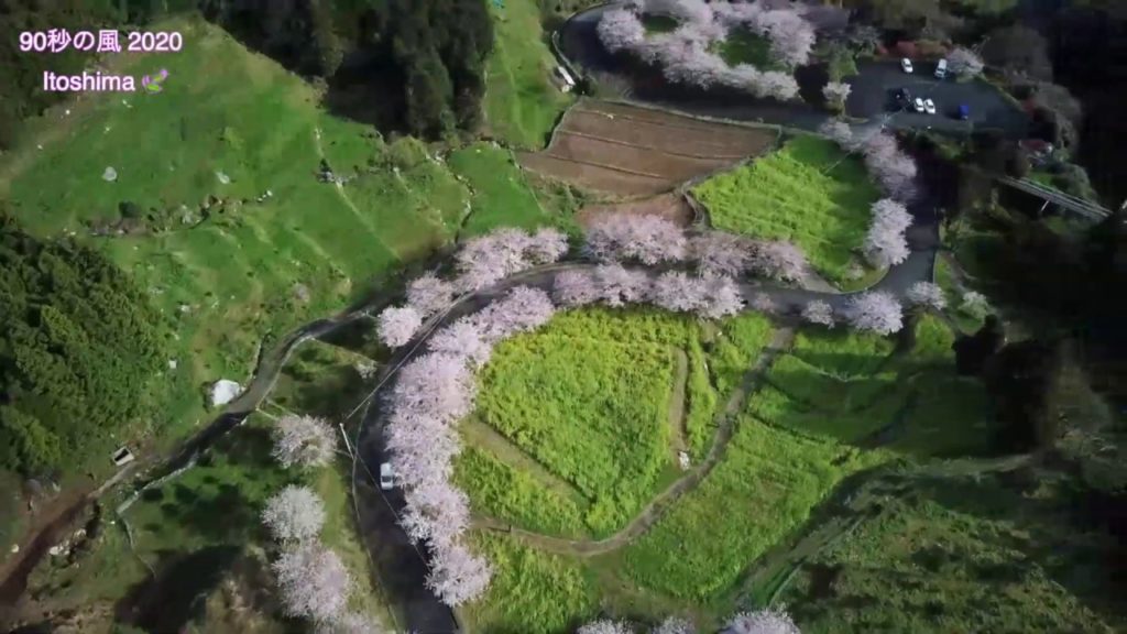 （ドローン空撮）90秒の風♪ 福岡県糸島市　春の絶景空撮 ♪　 Drone shooting at fukuoka  ＃drone＃ドローン＃糸島＃空撮＃福岡＃桜