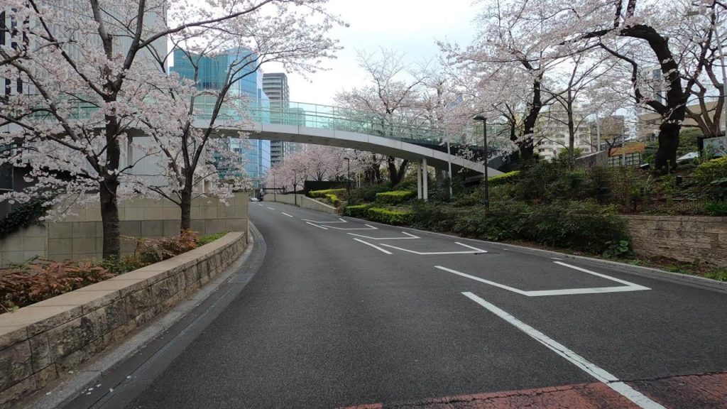JAPAN 4K Drive - Cherry Blossoms - Driving Downtown Tokyo