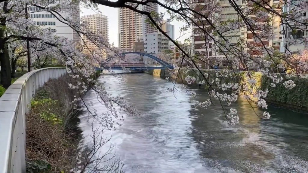 【Last Cherry Blossom 2020】水面に浮かぶ花びら 目黒川 最後の桜 Flowers on the water Meguro River Tokyo Japan 2020.4.4 【Last Cherry Blossom 2020】水面に浮かぶ花びら 目黒川 最後の桜 Flowers on the water Meguro River Tokyo Japan 2020.4.4