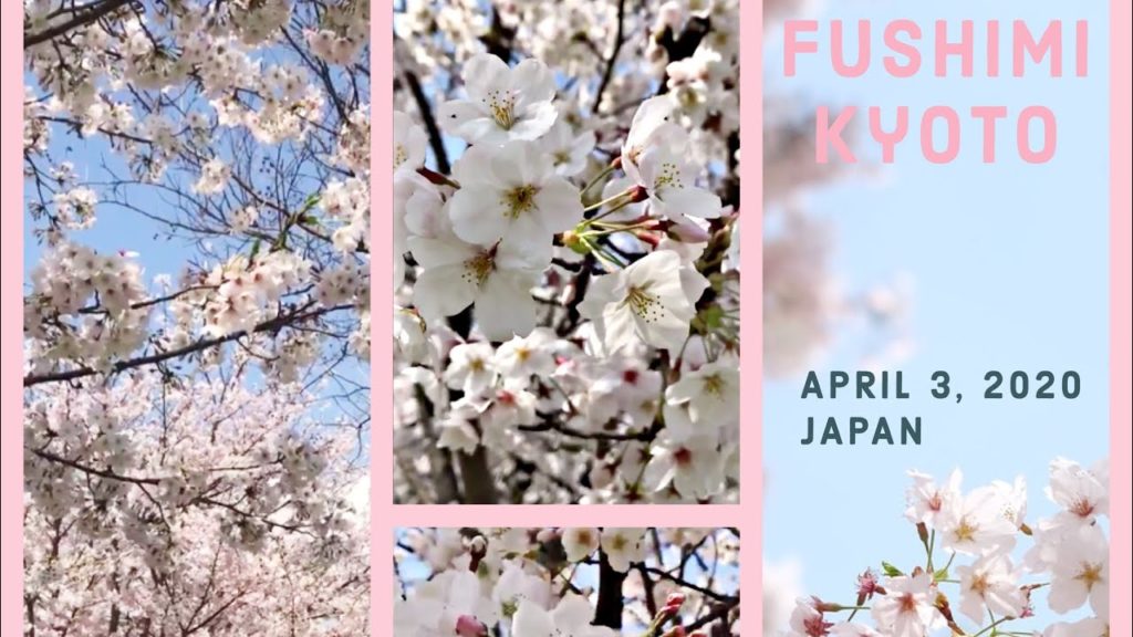 [YMGO! Travel] 🇯🇵 Park in Fushimi, 🌸🌸🌸 Kyoto Sakuradai | Yesports