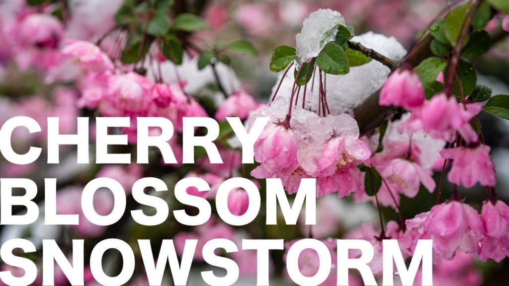 Crazy Cherry Blossom Snowstorm in Tokyo