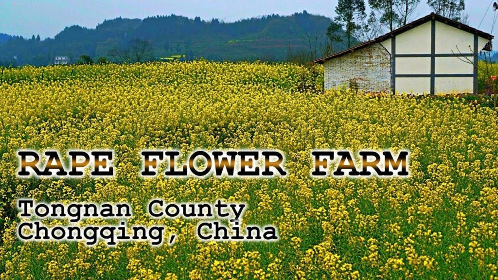 Vast Flower Garden in Tongnan County – CHONGQING, CHINA Vast Flower Garden in Tongnan County - CHONGQING, CHINA