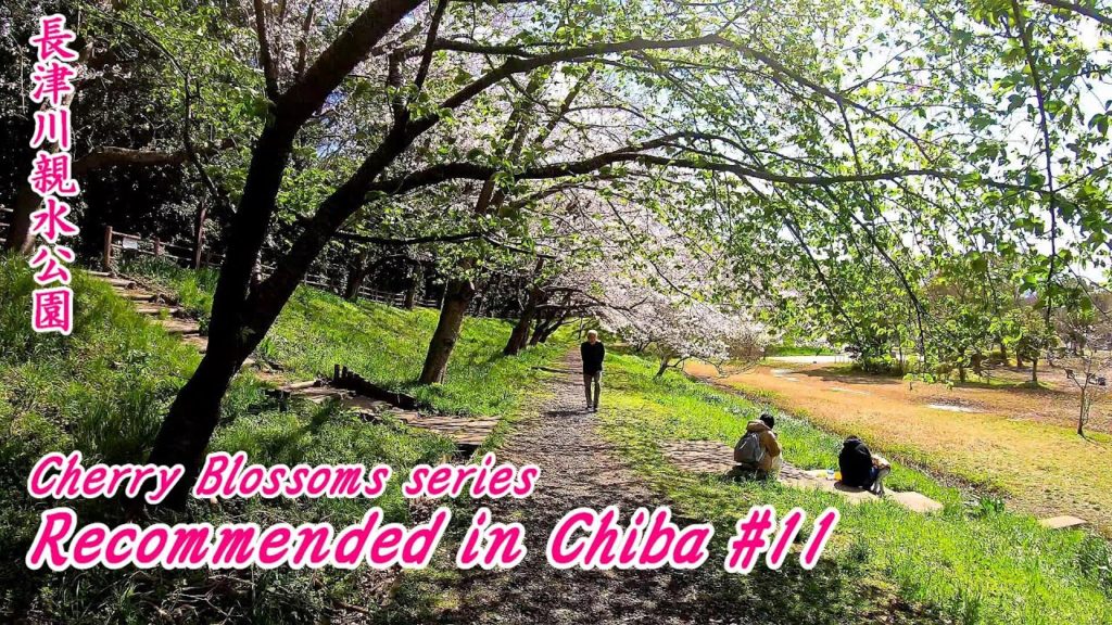FUNABASHI CITY  CHIBA JAPAN【長津川親水公園】Nagatugawa water park【Cherry Blossoms】Chiba Japan Travel