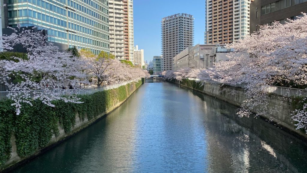 Season End 2020 Cherry Blossom Tokyo 2020.4.3 そろそろ桜も終わり…東京目黒川 JR五反田駅周辺！Japan Spring Walk Meguro