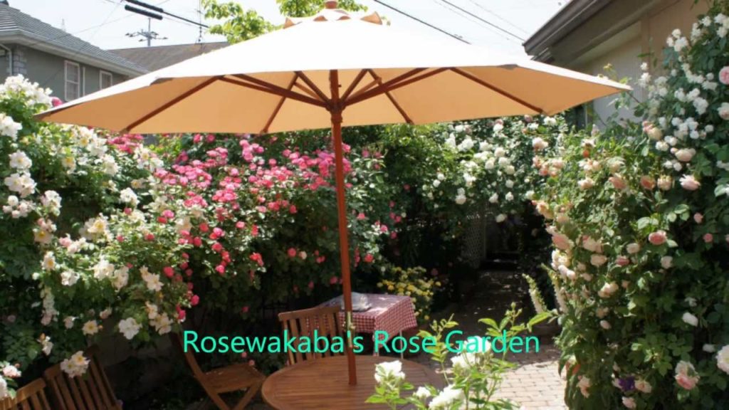 My friend's Open Gardens