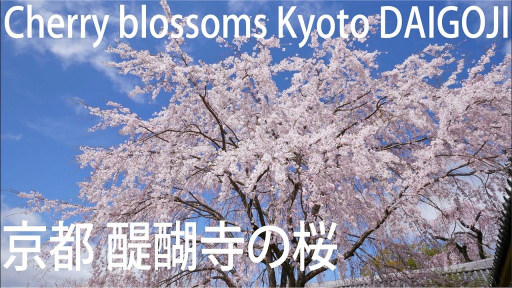 醍醐寺の桜【京都桜】Kyoto Cherry blossoms 醍醐寺の桜【京都桜】Kyoto Cherry blossoms