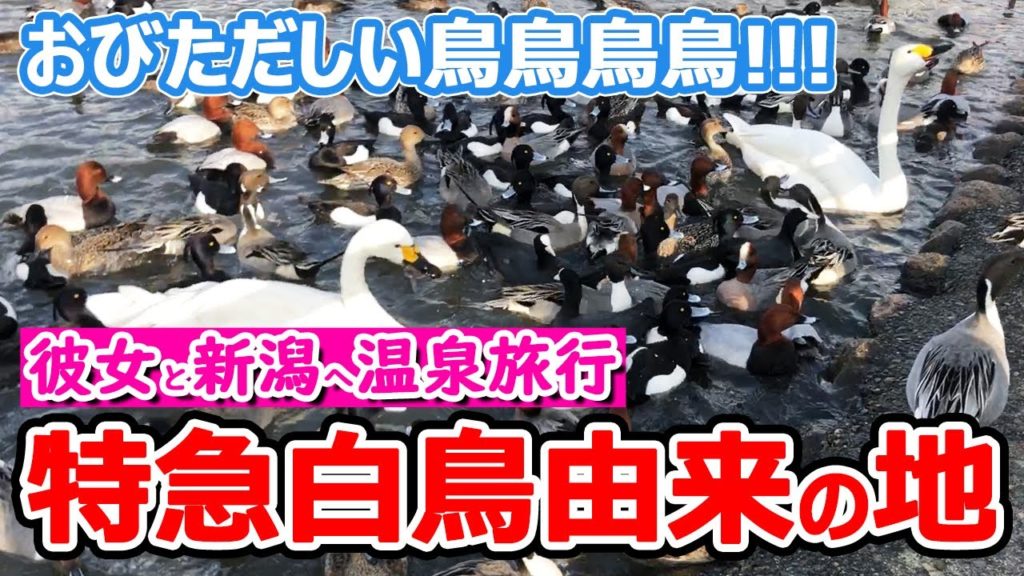 【彼女  と貸し切り温泉♡鉄旅】「特急白鳥」由来の地で白鳥と豪遊餌付け&磐越西線を見下ろす絶景貸し切り温泉&炊き立ての釜炊き魚沼産コシヒカリで新潟旅行 Japan Travel "NIIGATA" 【彼女  と貸し切り温泉♡鉄旅】「特急白鳥」由来の地で白鳥と豪遊餌付け&磐越西線を見下ろす絶景貸し切り温泉&炊き立ての釜炊き魚沼産コシヒカリで新潟旅行 Japan Travel "NIIGATA"