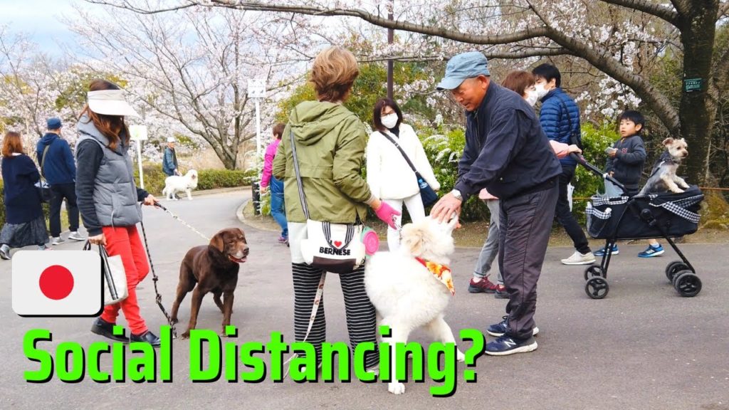 Coronavirus in Japan | Cherry Blossoms Bloom & Park is Packed | Walking Tour #asmr Coronavirus in Japan | Cherry Blossoms Bloom & Park is Packed | Walking Tour #asmr