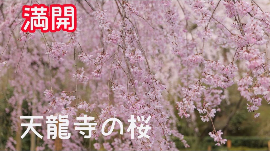 【京都桜】天龍寺の桜　最高　 KYOTOJapan　京都観光スポット