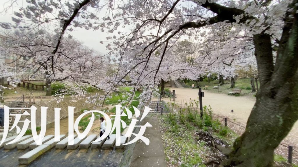 【4K】2020年4月2日夙川公園の桜