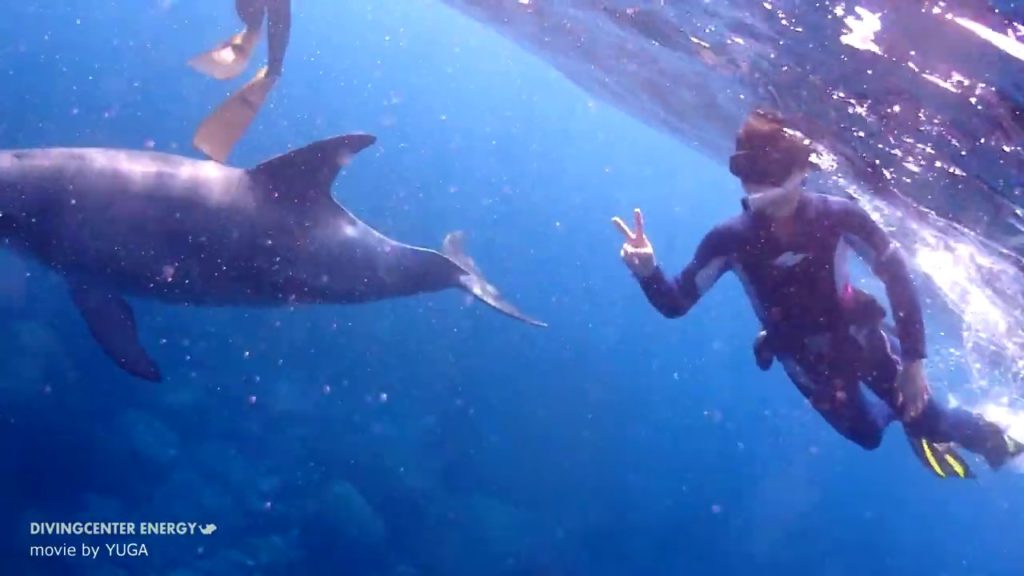 東洋大学SeaD御蔵島ドルフィンスイムツアー