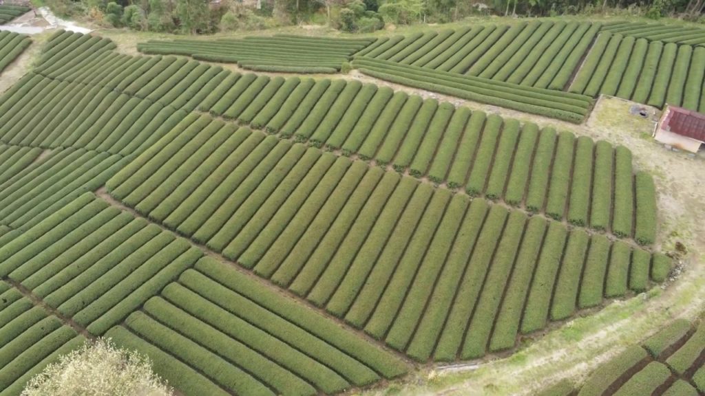 Parrot Anafi dans un champ de thé face au Mont Fuji