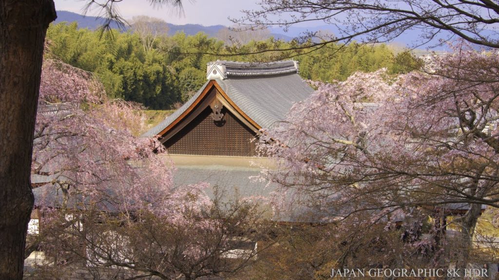 JG☆☆☆☆☆8K HDR Kyoto,Tenryuji in Sakura Season(World Heritage)