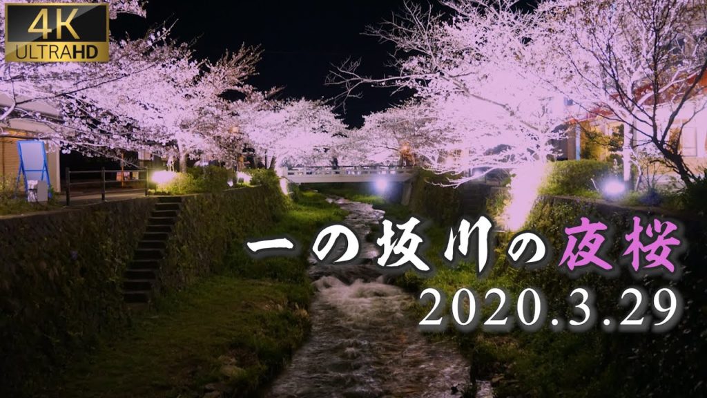 【一の坂川-夜桜-】YAMAGUCHI JAPAN 山口の桜 花見の名所 CHERRY BLOSSOM in YAMAGUCHI 山口観光 日本の桜 ~Japan Trip~ 【一の坂川-夜桜-】YAMAGUCHI JAPAN 山口の桜 花見の名所 CHERRY BLOSSOM in YAMAGUCHI 山口観光 日本の桜 ~Japan Trip~