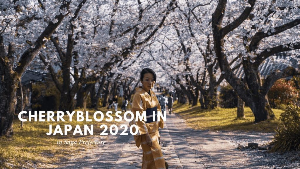 Cherry blossom in Japan 2020, Virtual Tour at Home during Quarantine 【Part 2】