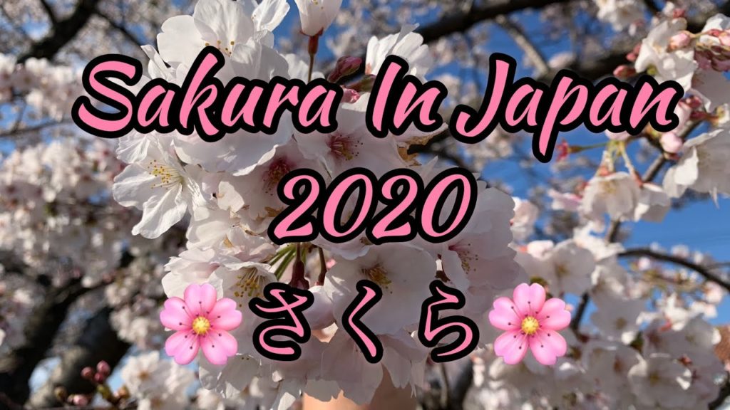 SAKURA in JAPAN 2020