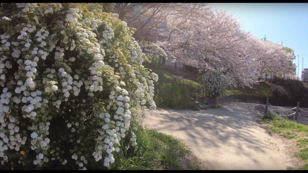 CherryBlossoms  [4K]  [JAPAN] Fukuoka City ■Nakagawa(River side)  #11