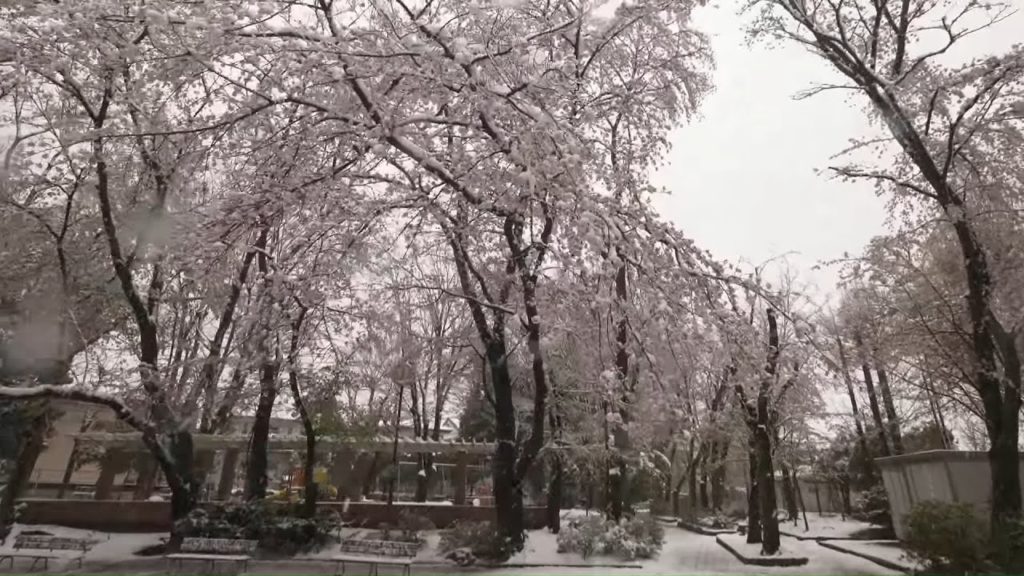 【4K】Sakura in snow - walking in snowy Saitama