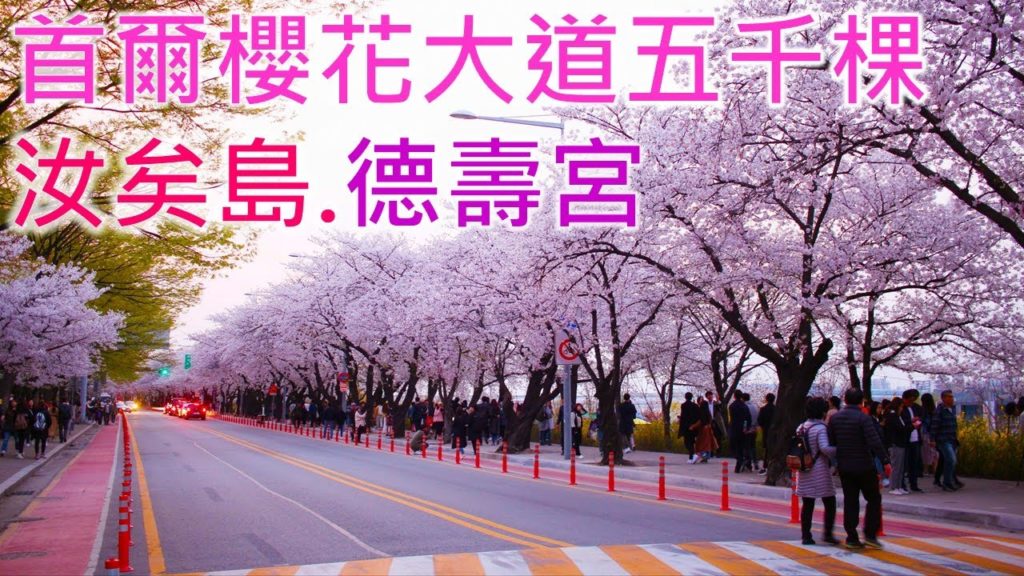 首爾櫻花大道五千棵 - 汝矣島 + 德壽宮 [香港人在新加坡-12]  #韓國#Seoul#櫻花#Korea#Singapore#新加坡#香港#台灣#自由行#旅行#日本#Cherry blossoms