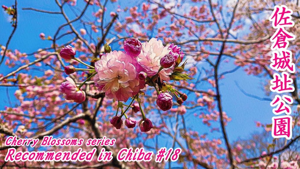 SEE CHERRY BLOSSOMS IN SAKURA(CHERRY?) CITY!【千葉 佐倉城址公園】Chiba Japan Tour 【Sakura Castle Ruins Park】