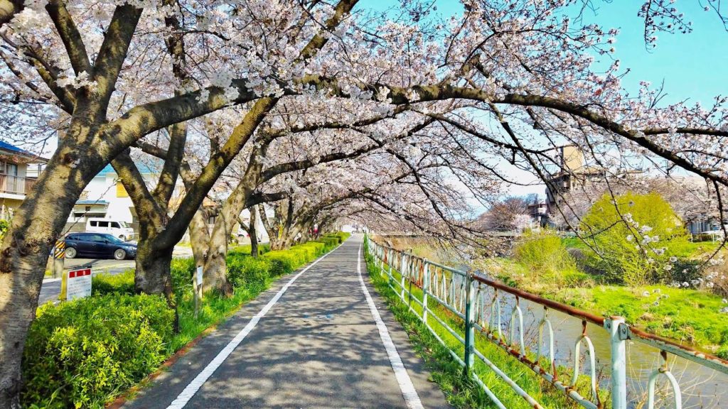 【4K】Relaxing Cherry Blossom Walking Tour in Japan | Nagoya River Path | #ASMR