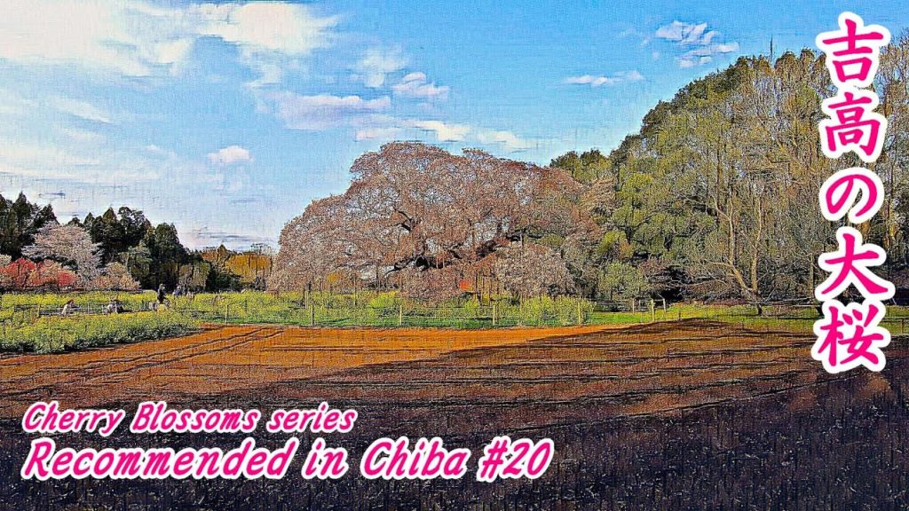 樹齢300年!印西市天然記念物 吉高の大桜~300 YEARS OLD OF CHERRY BLOSSOM~ 【Chiba Japan Travel】【千葉の魅力を発見】 樹齢300年!印西市天然記念物 吉高の大桜~300 YEARS OLD OF CHERRY BLOSSOM~ 【Chiba Japan Travel】【千葉の魅力を発見】