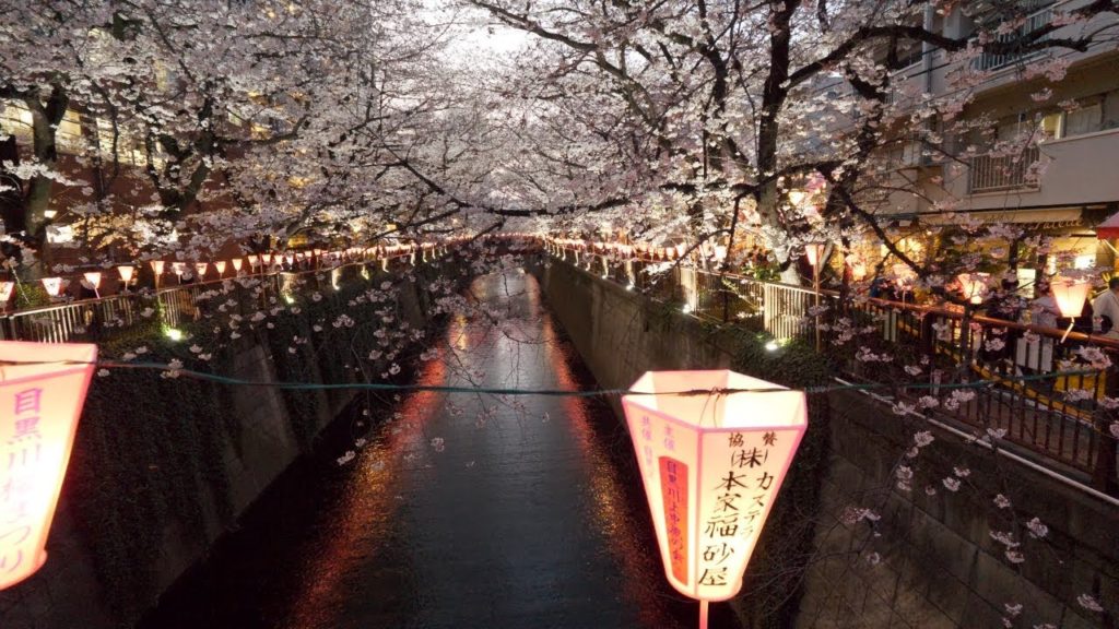 【4K】Night Meguro in sakura 【4K】Night Meguro in sakura