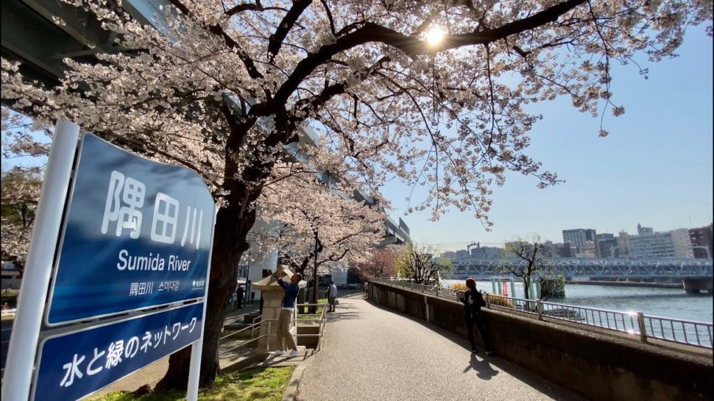【4K】Walk on Sumida River,Asakusa (隅田川,浅草) at Tokyo【2020】