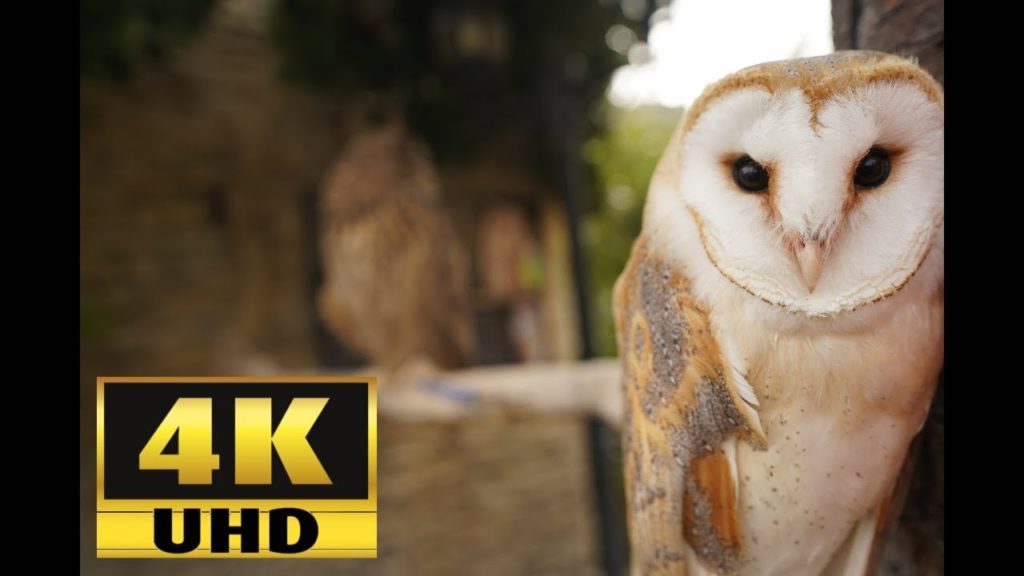 Yufuin floral village 유후인 자유여행 由布院  - 4K