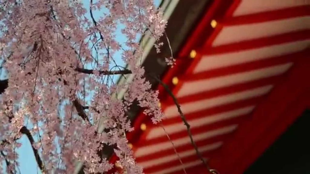 Japan Tours 02 - SAKURA KYOTO