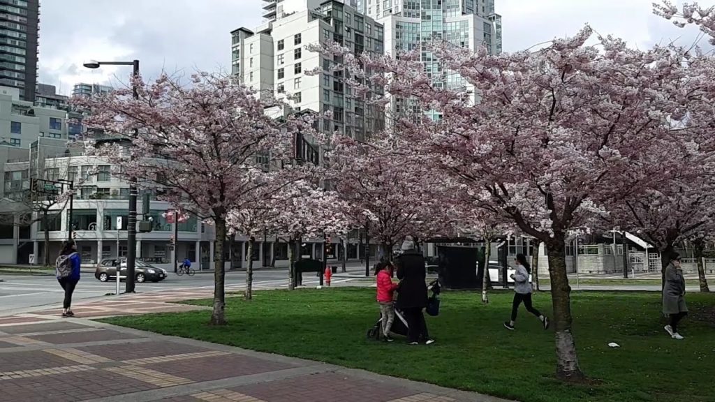 Walk, Run, Bike, or Cherry Blossoms || Vancouver David Lam Park || Spring 2020 Walk, Run, Bike, or Cherry Blossoms || Vancouver David Lam Park || Spring 2020