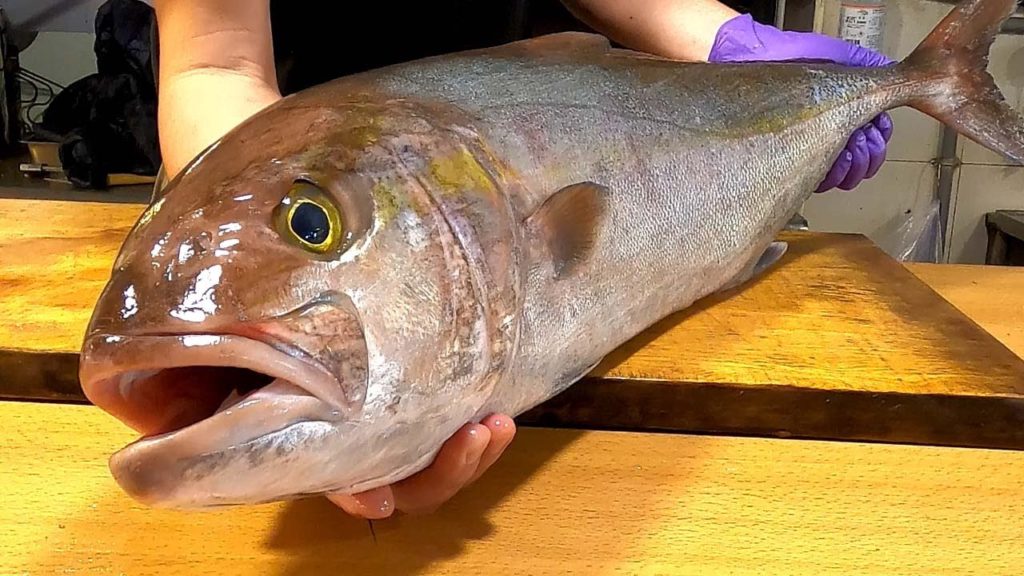 GIANT AMBERJACK/Kanpachi Cutting for Sashimi & sushi 巨大紅甘魚生魚片&握壽司