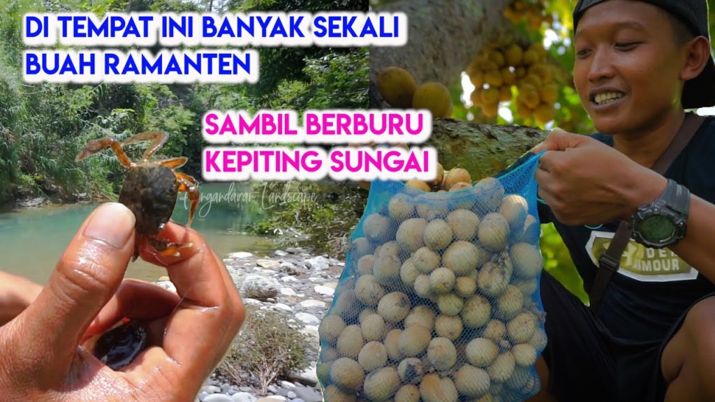 Banyak baangeeet!!! Panen Buah Ramanten sambil berburu Kepiting Sungai