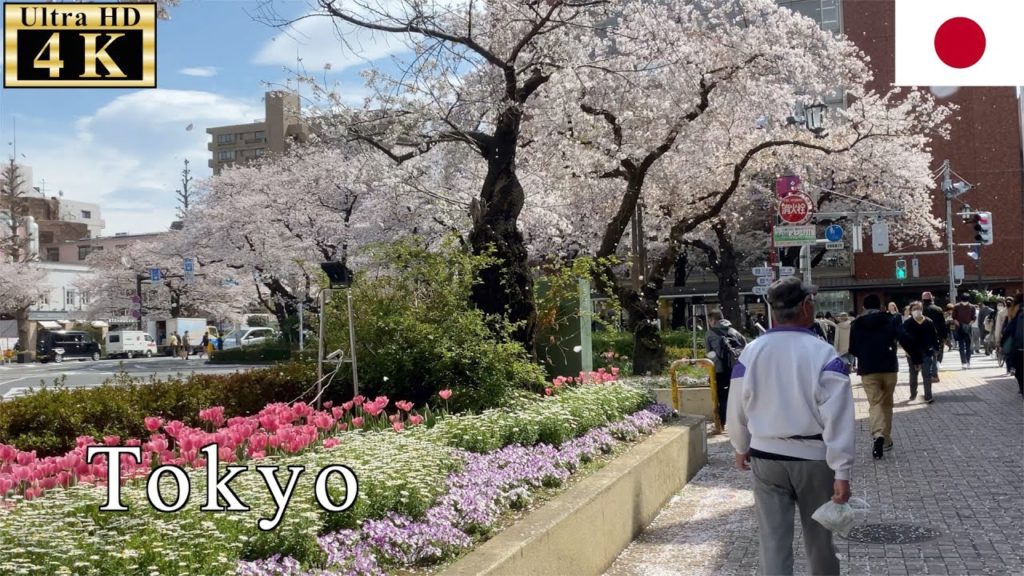 🇯🇵Flurry of cherry blossom petals - Tokyo Spring Walk - 【4K 60fps】