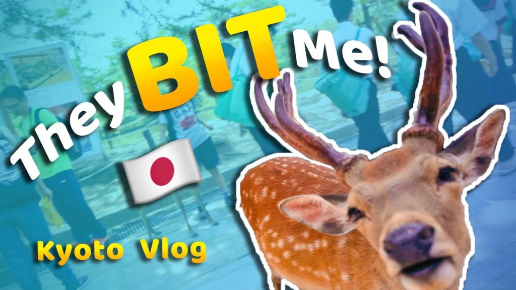 Exploring Kyoto, Bowing Deer in Nara, and Trying Kobe Beef | Japan Vlog #4 Exploring Kyoto, Bowing Deer in Nara, and Trying Kobe Beef | Japan Vlog #4