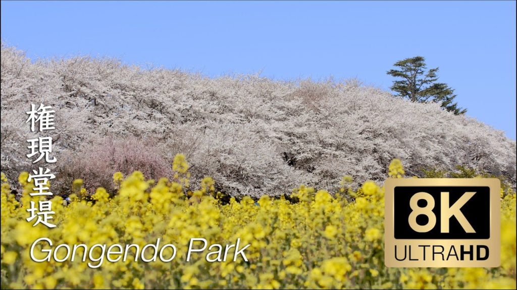 8K - Gongendo Park - Saitama - 権現堂堤
