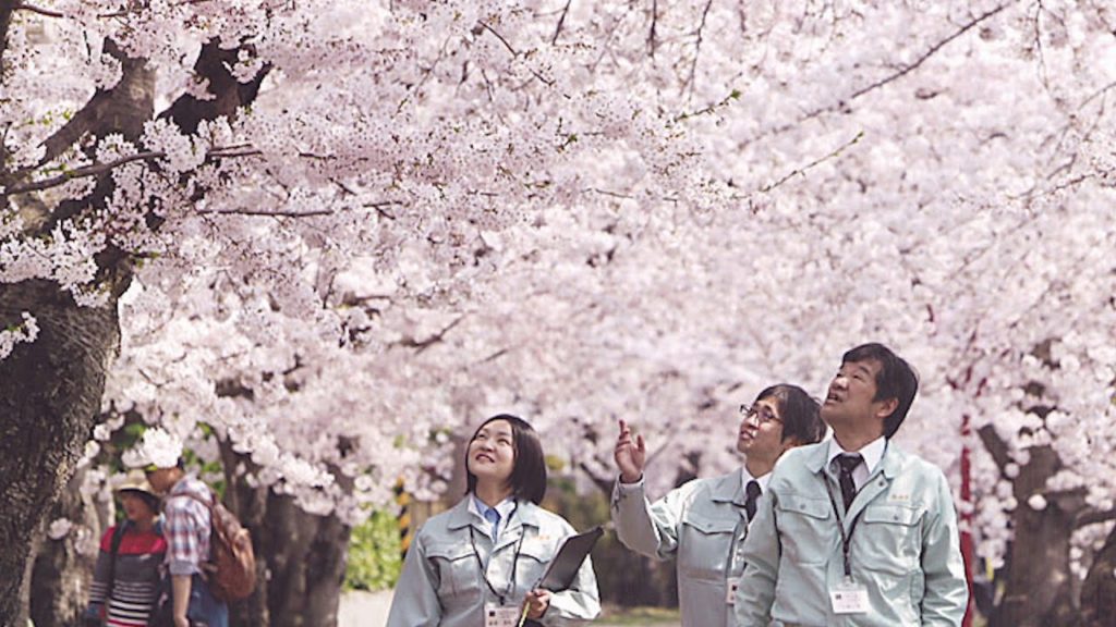 Hirosaki’s Cherry Tree Doctors