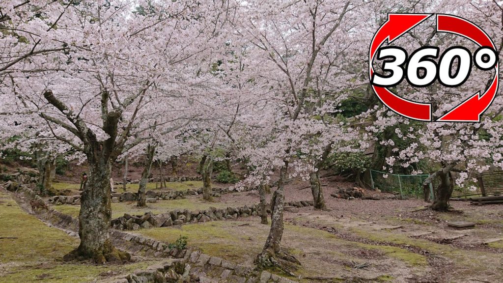 【360度動画】宮島の桜🌸は綺麗に咲いてました✨