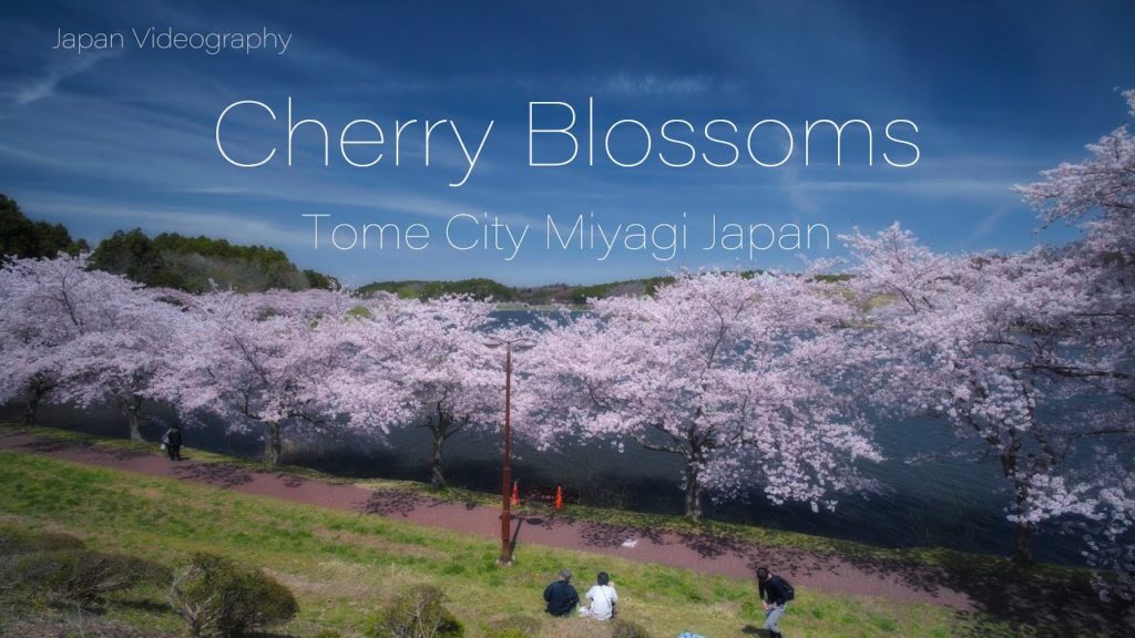 Cherry Blossoms 平筒沼ふれあい公園 宮城の桜名所 東北の風景 Flowers spots in Miyagi Tohoku Japan[4K UHD]