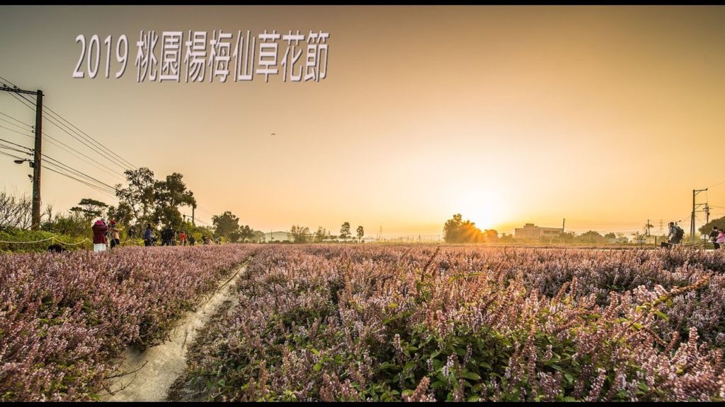 2019桃園楊梅仙草花節-桃園花彩節(JEFF 4K video)- Taiwan Taoyuan Daxi Flower Festival Cosmos Landscape#jeff0007
