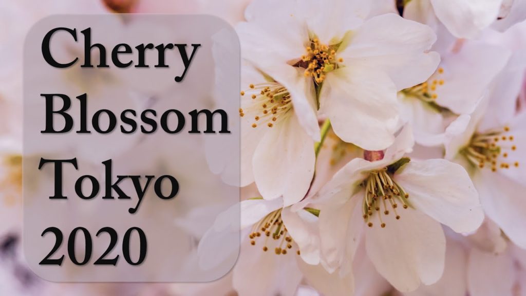 Cherry Blossom in Tokyo'20 Cherry Blossom in Tokyo'20