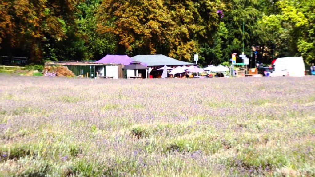 倫敦近郊香薰園London Mayfield Lavender Garden
