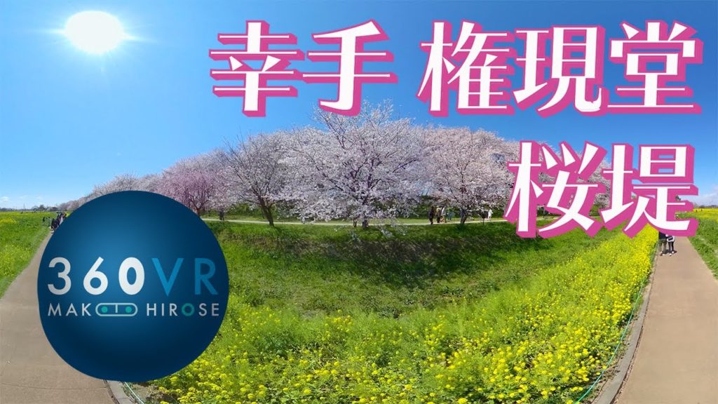 8K 360VR : 幸手 権現堂桜堤の桜 2020 お花見VR --Cherry Blossoms--【QooCam 8K】