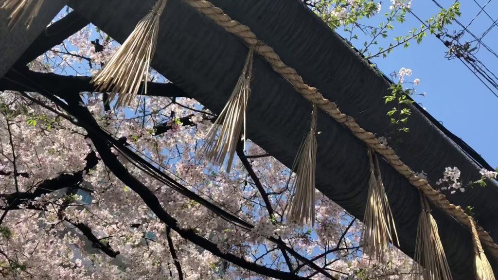 大阪の桜2020 Cherry Blossom Osaka アメリカ村・御津八幡宮の桜（2020.3.30) さすがに人の姿が見られないなか健気に桜は咲いていました…