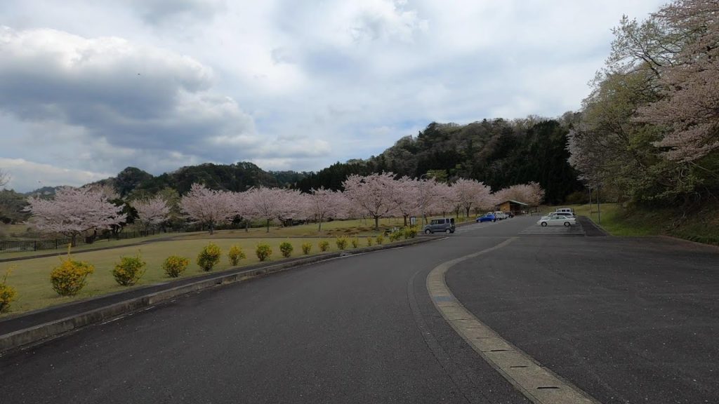 Virtual cherry blossom viewing tour 4K – Driving in Chiba, Japan Virtual cherry blossom viewing tour 4K - Driving in Chiba, Japan
