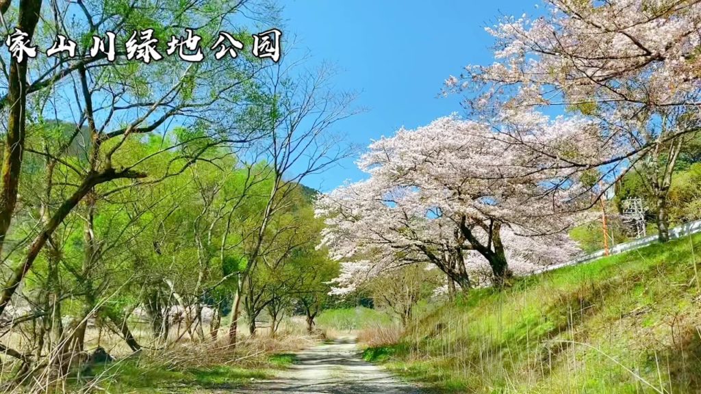 静岡桜の旅 Cherry Blossom in Shizuoka，Japan